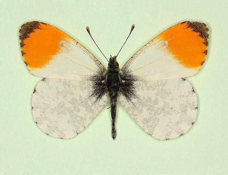 Anthocharis cardamines male (aberrant form antiquincunx) (Internet Image property of respective owner, non-commercial use only)